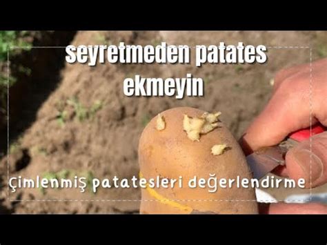 saksıda patates nasil ekilir